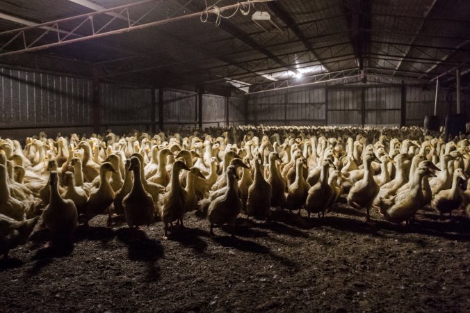 Australian duck farming