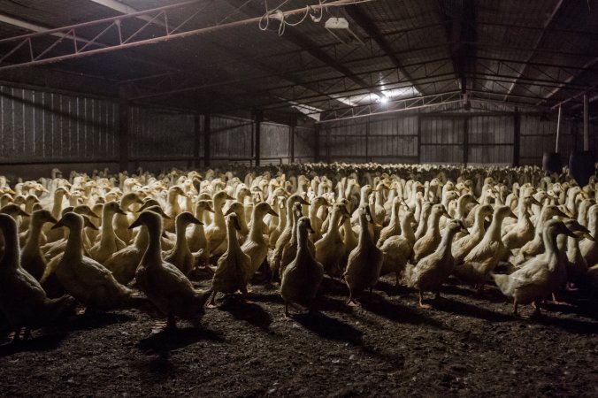 Australian duck farming