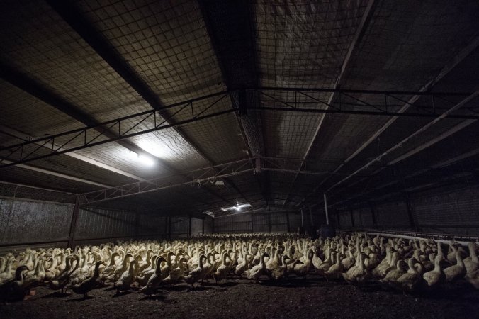 Australian duck farming