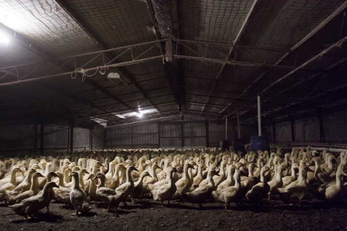 Australian duck farming