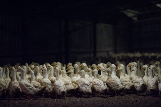Australian duck farming