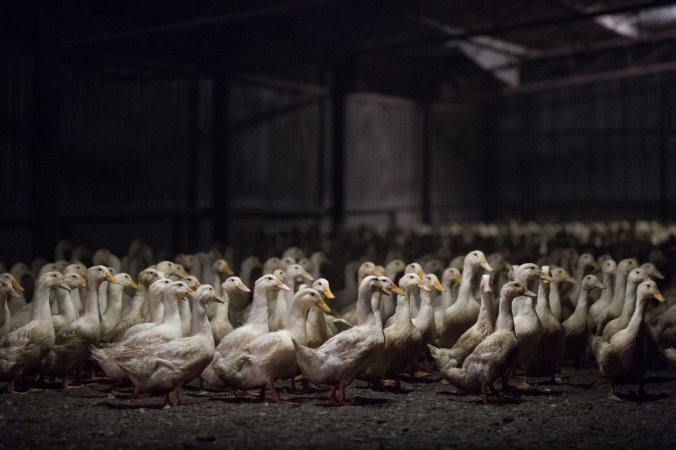 Australian duck farming