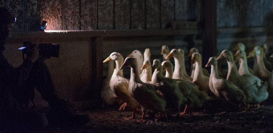 Australian duck farming