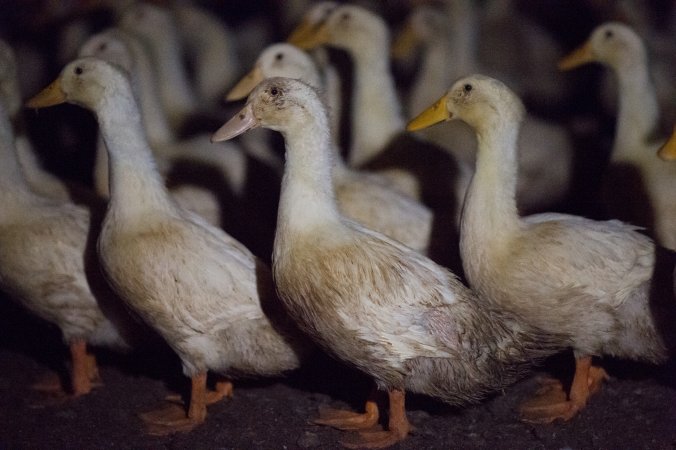 Australian duck farming