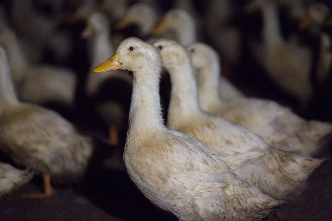 Australian duck farming