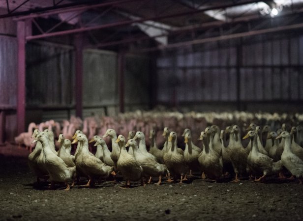 Australian duck farming