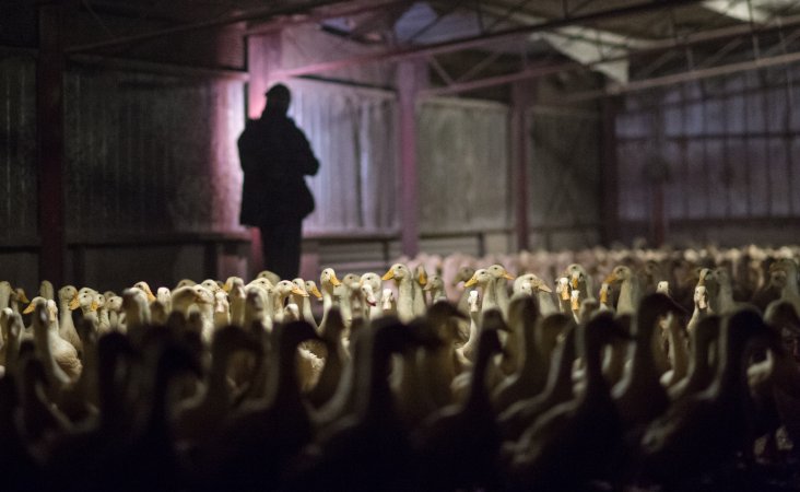 Australian duck farming