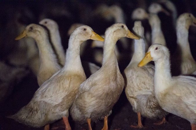 Australian duck farming