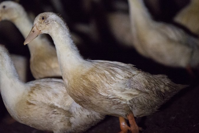 Australian duck farming