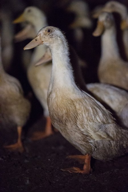 Australian duck farming