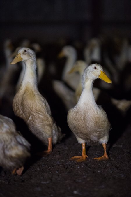 Australian duck farming