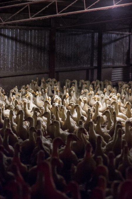 Australian duck farming