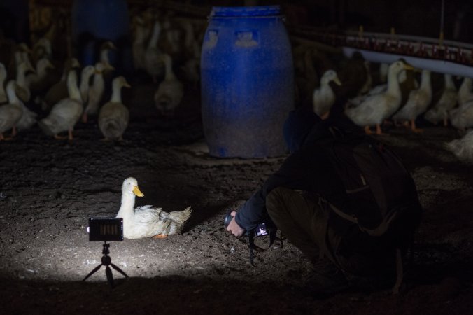 Australian duck farming