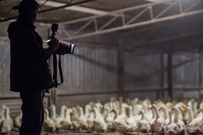 Australian duck farming