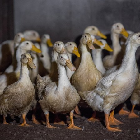 Australian duck farming