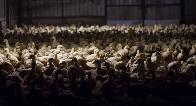 Australian duck farming