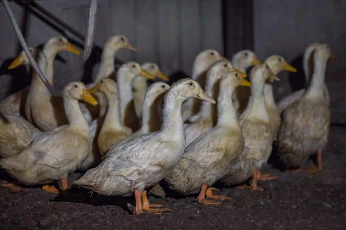 Australian duck farming