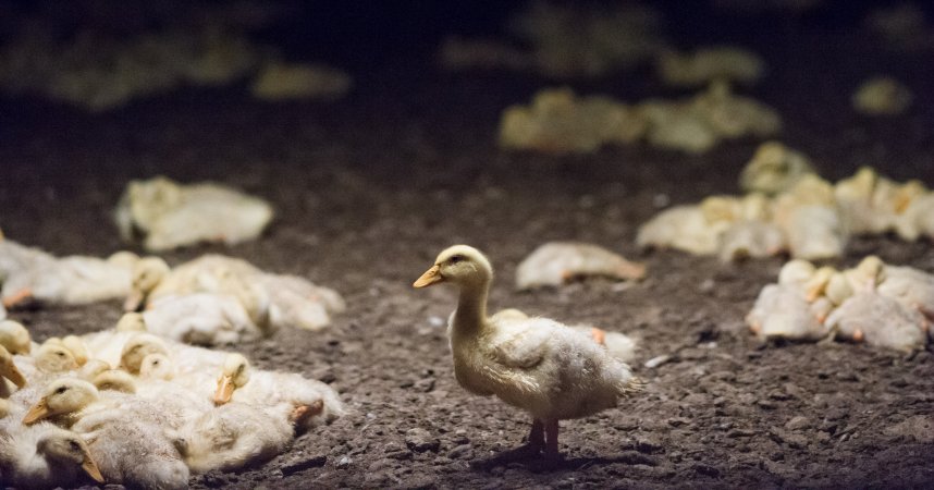 Australian duck farming