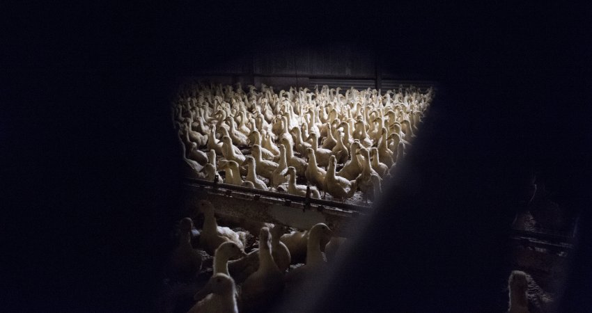 Australian duck farming