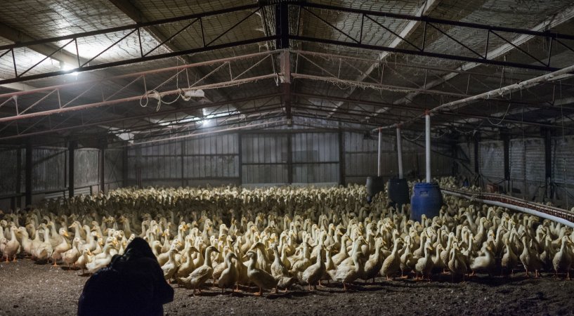 Australian duck farming