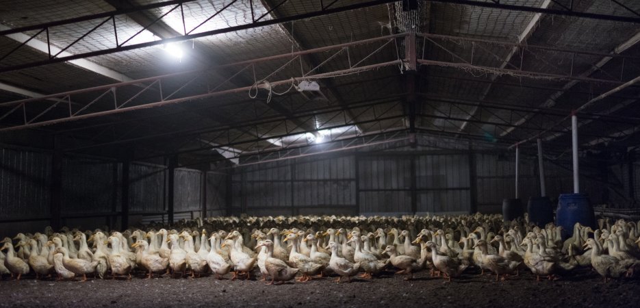 Australian duck farming