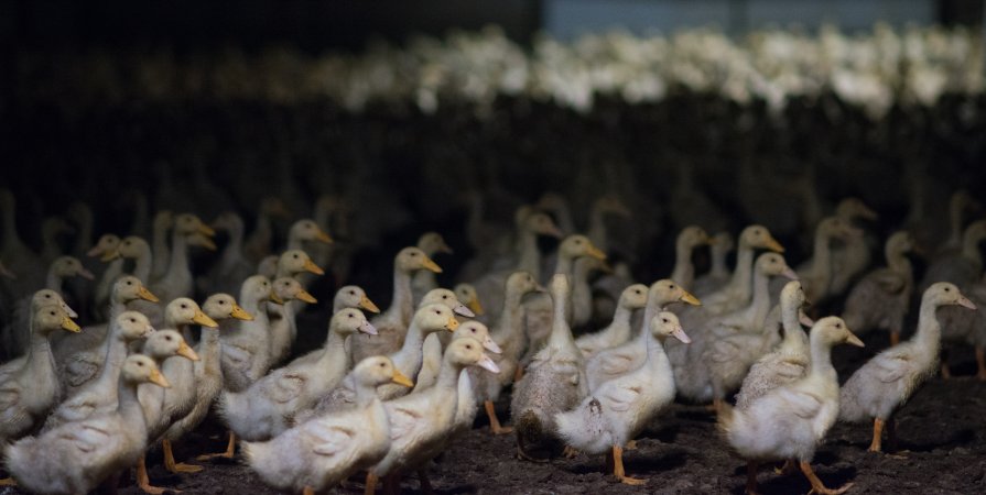 Australian duck farming