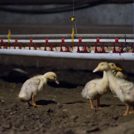 Australian duck farming