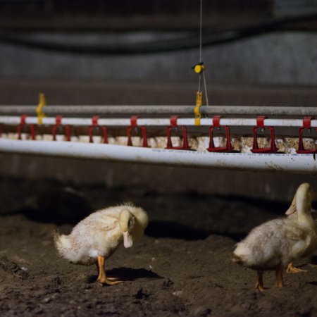 Australian duck farming