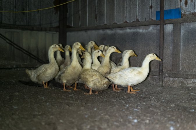 Australian duck farming