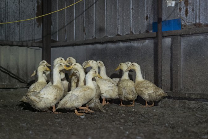 Australian duck farming