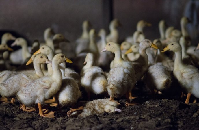 Australian duck farming