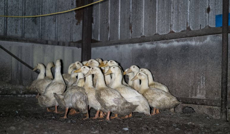 Australian duck farming