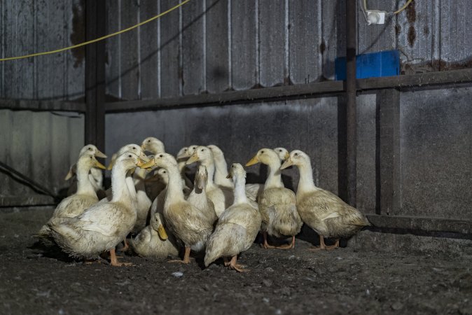 Australian duck farming