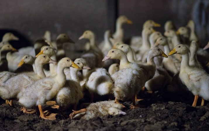 Australian duck farming