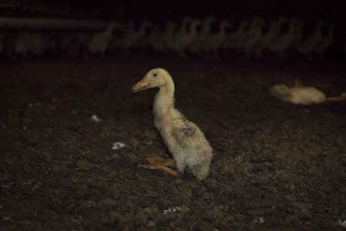 Australian duck farming