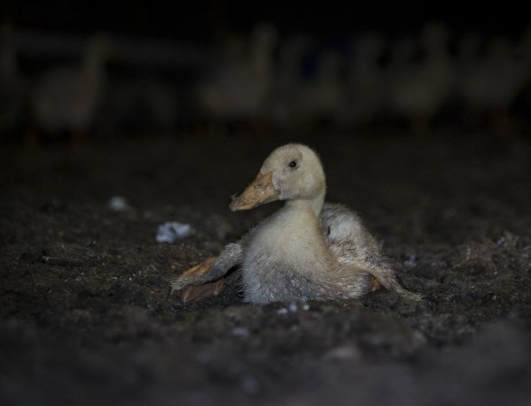 Australian duck farming