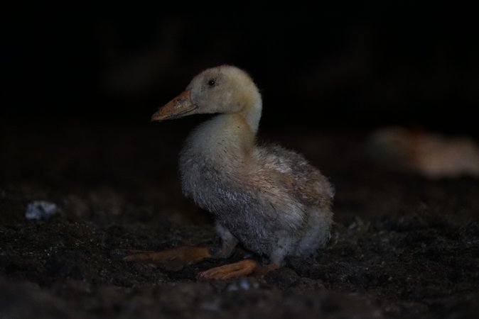 Australian duck farming