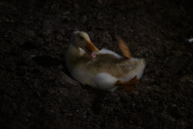 Australian duck farming