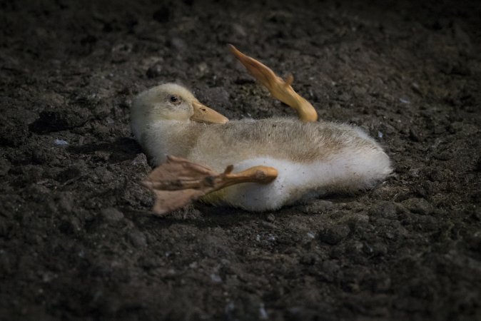 Australian duck farming