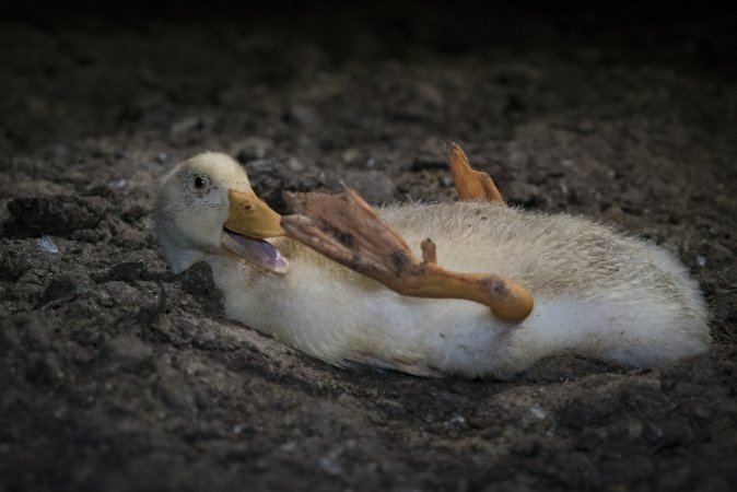 Australian duck farming