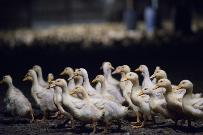 Australian duck farming