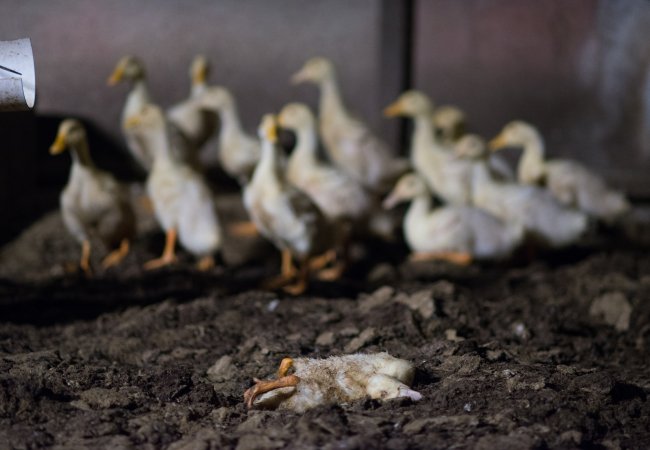 Australian duck farming