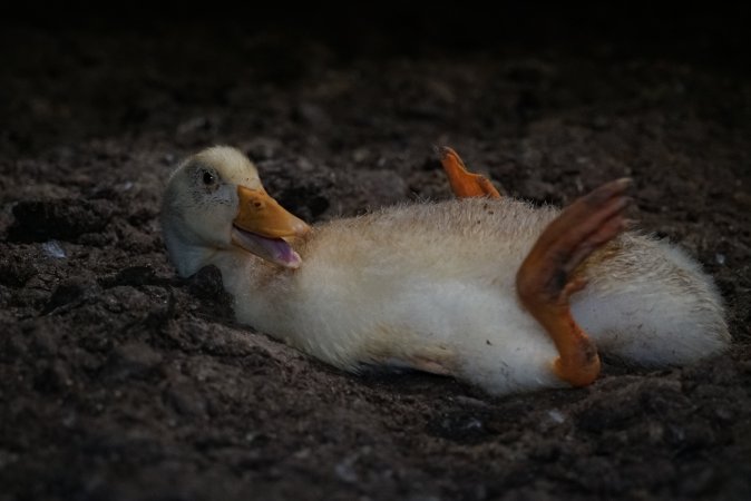 Australian duck farming