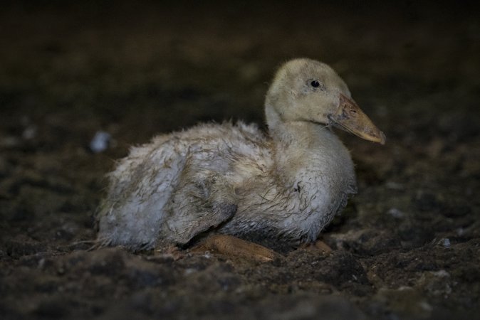 Australian duck farming