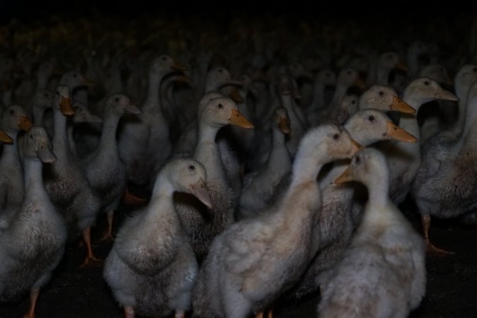 Australian duck farming