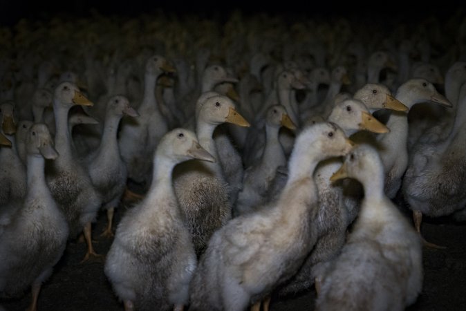 Australian duck farming