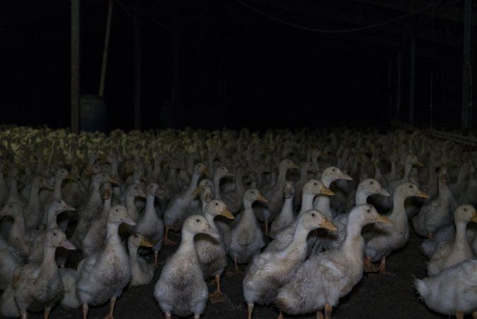 Australian duck farming