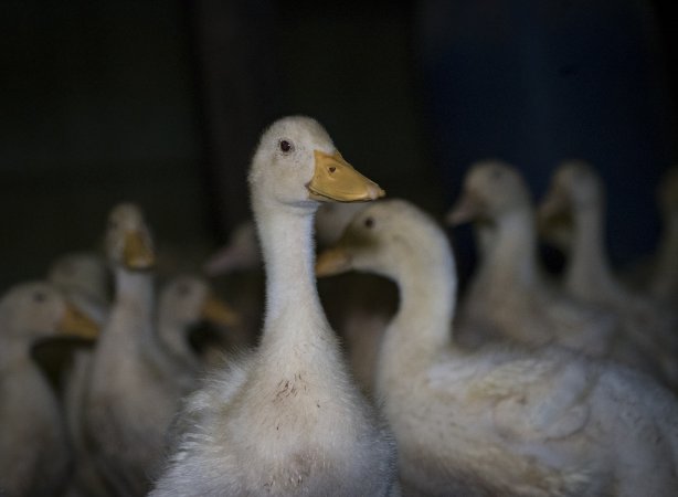 Australian duck farming