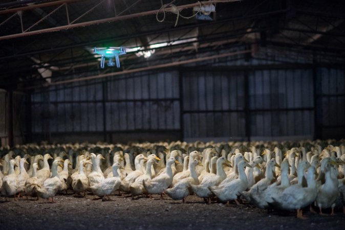 Australian duck farming