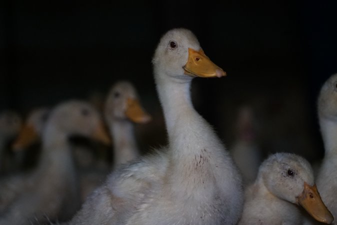 Australian duck farming